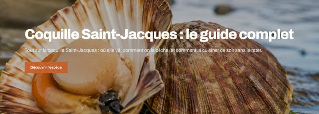 site internet coquille saint jacques